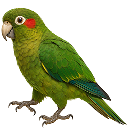 Hoffmann’s Parakeet